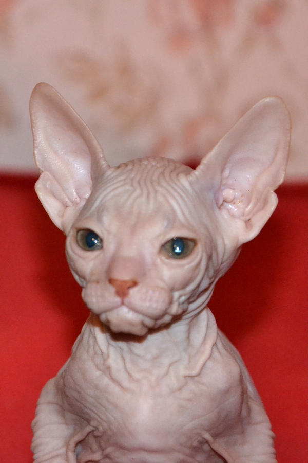 1431
